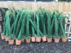 10 X PAIR CYPRESS TOTEM 1.5M-1.7M TALL DECORATIVE POTTED PENCIL TREES