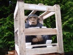 MONKEY IN CRATE