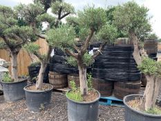 DECORATIVE HARDY OLIVE BONSAI TREE – IMPRESSIVE GARDEN STATEMENT CENTRE PIECE