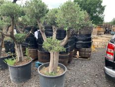 DECORATIVE HARDY OLIVE BONSAI TREE – IMPRESSIVE GARDEN STATEMENT CENTRE PIECE