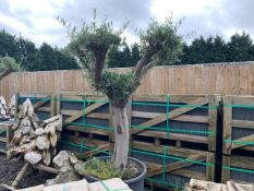 DECORATIVE HARDY OLIVE BONSAI TREE – IMPRESSIVE GARDEN STATEMENT CENTRE PIECE