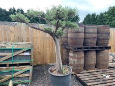 DECORATIVE HARDY OLIVE BONSAI TREE – IMPRESSIVE GARDEN STATEMENT CENTRE PIECE