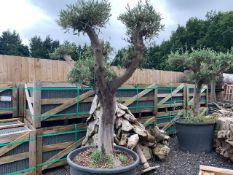DECORATIVE HARDY OLIVE BONSAI TREE – IMPRESSIVE GARDEN STATEMENT CENTRE PIECE