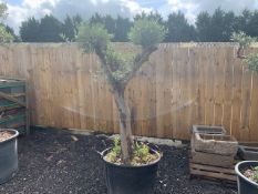 MASSIVE 6FT TALL OLIVE BONSAI TREE IN POT