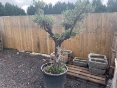 MASSIVE 6FT TALL OLIVE BONSAI TREE IN POT