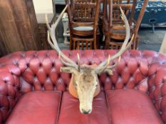 LARGE 340LB OLD DEER HEAD WITH ANTLERS ON PLAQUE