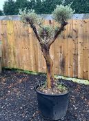 MASSIVE OLIVE BONSAI TREE IN POT