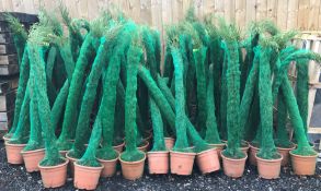 5 X 1.6M TALL CYPRUS TOTEM TREES