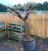 MASSIVE OLIVE BONSAI TREE IN POT
