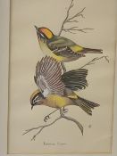 ERIC PEAKE early watercolour - titled label verso 'Formosan Kinglets', 25 x 16 cms