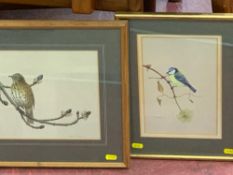 PATRICK D WHALLEY 1979 watercolours, two - a thrush, 21 x 24 cms and a blue tit, 24 x 16 cms