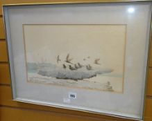 JOHN BUSBY lithograph with added watercolour ornithological study of black-naped & black-noddy