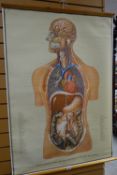 Twentieth century linen back medical chart 'Median Section of Head with Neck & Viscera of the