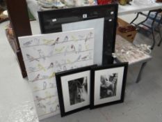 An IKEA bird print, a pair of framed photographs, empty picture frame & a map inserted folding