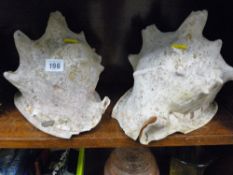 Two large conch shells