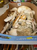 Box of collector's seashells