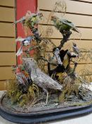 A taxidermy study of mainly exotic birds (distressed and without glass dome) Condition reports