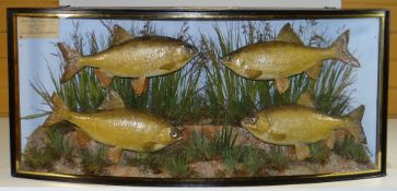 TAXIDERMY LATE NINETEENTH CENTURY BOW FRONTED CASE OF FOUR ROACH having ebonized case with gold leaf