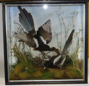 TAXIDERMY CASED PAIR OF MAGPIES in square section case, having naturalistic background and rock work