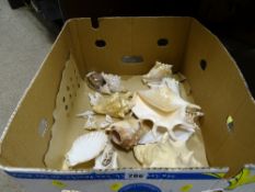 Box of assorted seashells