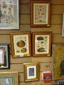 Three framed shell studies and a gilt framed thread collage