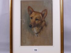 NESTA WARREN (Daughter of Warren Williams) fine oil - portrait study of the head of a Corgi type dog
