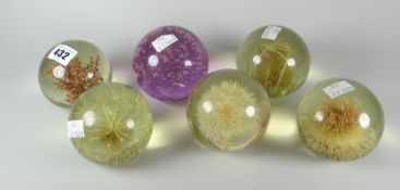 A collection of five Hafod Grange paperweights and another, five containing botanical specimens