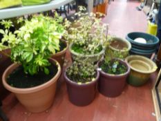 Parcel of garden plant pots, some with shrubs