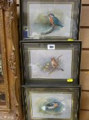 Three framed British bird coloured print studies, each 14 x 19 cms