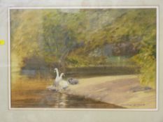 MICHAEL W KING watercolour - swans on the riverside, signed and entitled verso 'Swans on the