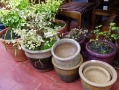 Selection of potted plants and various planters
