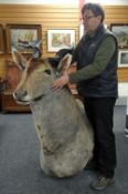 An exceptionally large taxidermy head & shoulders of an antelope (possibly eland / giant eland) with