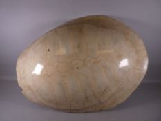 A FULL WHITE TURTLE SHELL (stripped), 67 x 50 cms