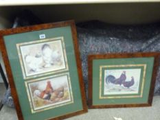 Cockerel prints - Light Brahmas, Speckled Sussex and Gold Spangled Hamburghs