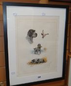 Signed coloured plate, German pointer. 39 x 29cms Condition reports provided on request by email for
