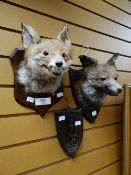 A pair of mounted taxidermy fox heads together with a mounted fox foot by W J Coles & Sons, Taunton