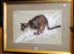 JEFFREY EVANS study - of a puma (framed & glazed) 36 x 56cms Condition reports provided on request