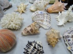 Large parcel of ornamental seashells and similar