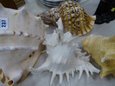 Four good sized ornamental seashells