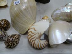 Parcel of ornamental conch and other shells