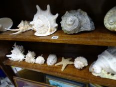 Two shelves of decorative seashells