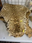 Circa 1920's cheetah skin