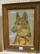 T McALLISTER oil on board - portrait of an Alsatian, 33 x 22 cms