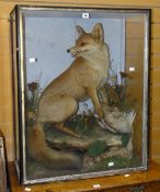 A cased taxidermy fox in disturbed pose while protecting dead bird prey, seated on a faux-rock
