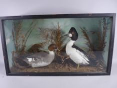 A VINTAGE CASED TAXIDERMY STUDY OF MALE & FEMALE COMMON GOLDENEYE DUCKS, 41 cms high, 72.5 cms wide,