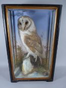 TAXIDERMY- cased study of a Barn owl, 48 cms high