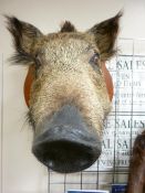 Shield mounted taxidermy sow boar's head, 61 cms long projecting