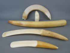 Ivory tusk, two page turners, a tusk tip with humorous carved facial detail and a boar's tusk, 42