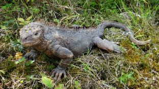 SALLIE WAKLEY raku fired ceramic - realistic crawling Iguana (marine), 48cms long