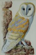 CHARLES FREDERICK TUNNICLIFFE mixed media - study of a perched barn owl, signed, 25 x 17cms